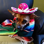 Ruby is registered to the contest to win money with this photo: accessory, animal, brown_dog, clothing, colorful_clothing, costume, cute, dog, domestic_animal, ears, face, indoor, leather_chair, looking_away, pet, poncho, portrait, sitting, small_dog, sombrero