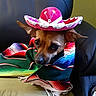 accessory, animal, brown_dog, clothing, colorful_clothing, costume, cute, dog, domestic_animal, ears, face, indoor, leather_chair, looking_away, pet, poncho, portrait, sitting, small_dog, sombrero
