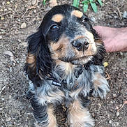 Anais participe au concours pour gagner de l'argent avec cette photo : puppy, dog, outdoor, dirt, fluffy, cute, pet, animal, black, brown, white, fur, collar, young, portrait, expression, paw, nature, hand, closeup