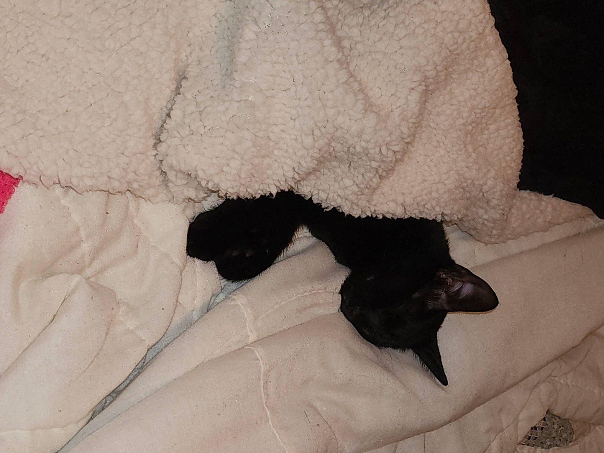 Moose is registered to the contest to win money with this photo: bedding, carnivore, cat, cat_bed, comfort, dog_breed, duvet, felidae, fur, grey, human_leg, linens, paw, pillow, sleeve, small_to_medium_sized_cats, tail, terrestrial_animal, throw_pillow, whiskers