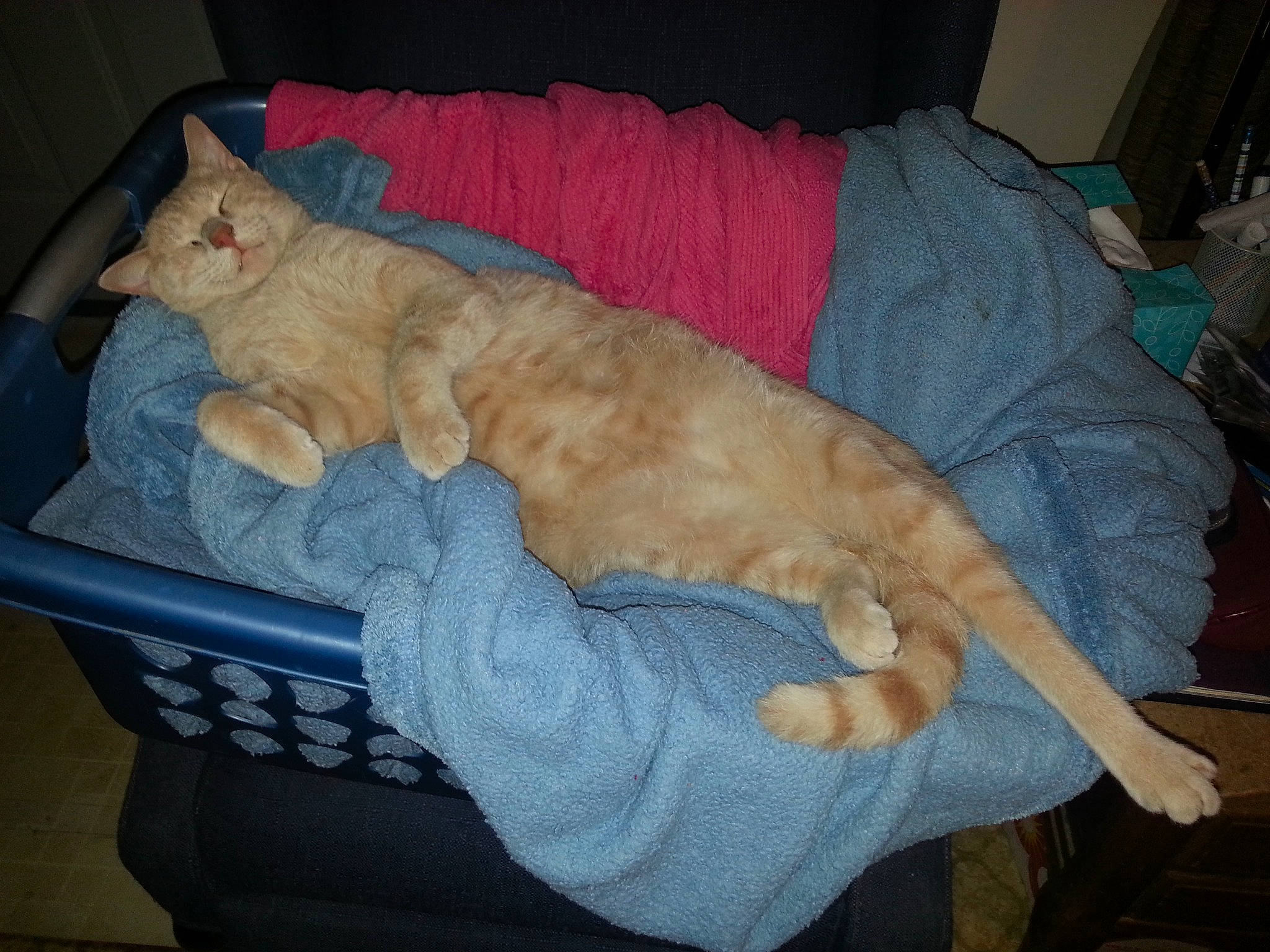 Spike joined the competition — help win amazing prizes! canidae, carnivore, cat, cat_bed, comfort, companion_dog, dog_breed, domestic_short_haired_cat, fawn, felidae, fur, lap, nap, paw, sleep, small_to_medium_sized_cats, sporting_group, tail, whiskers, wood