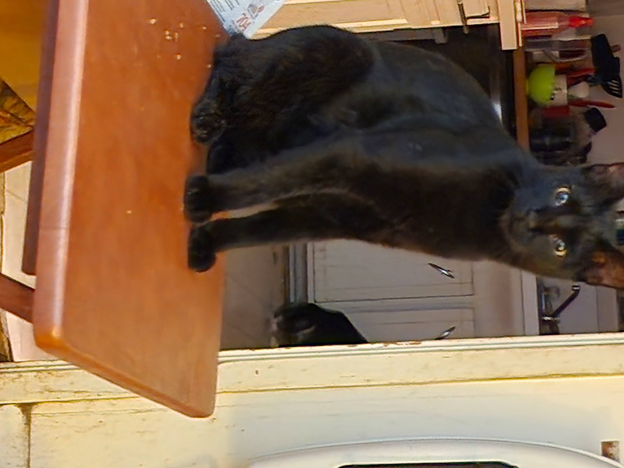 Munchkin is registered to the contest to win money with this photo: art, building, canidae, carnivore, cat, dog_breed, felidae, fur, guard_dog, sculpture, small_to_medium_sized_cats, snout, sporting_group, tail, terrestrial_animal, wood, working_animal