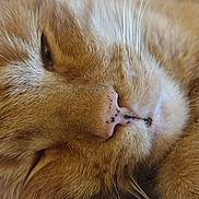 Thomas Th Smith joined the competition — help win amazing prizes! animal, blue_fabric, calm, cat, close_up, cozy, cute, domestic_cat, feline, fur, ginger_cat, indoor, mammal, nose, pet, relaxing, resting, sleeping, soft_texture, whiskers