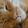 animal, blue_fabric, calm, cat, close_up, cozy, cute, domestic_cat, feline, fur, ginger_cat, indoor, mammal, nose, pet, relaxing, resting, sleeping, soft_texture, whiskers