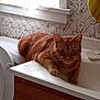 animal, bathroom, cat, curious, domestic_animal, face, feline, fur, ginger_cat, indoor, looking, paw, pet, relaxed, resting, sink, tile_wall, whiskers, window, wooden_cabinet