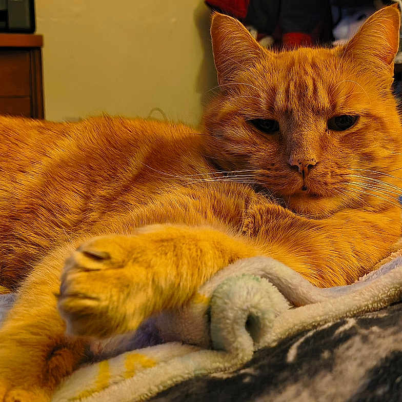 Thomas Th Smith joined the competition — help win amazing prizes! animal, bed, blanket, cat, comfort, cozy, domestic, dorm_room, feline, fur, furniture, indoor, orange_tabby, paw, pet, relaxed, resting, sleepy, whiskers, wooden_dresser