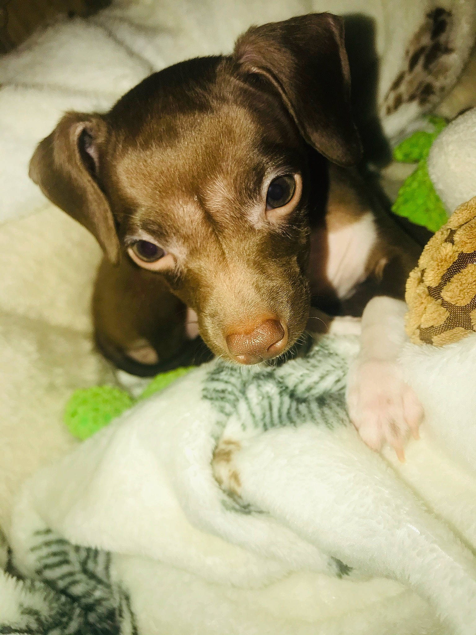 Bailey is registered to the contest to win money with this photo: beige, brown, canidae, carnivore, comfort, companion_dog, dog, dog_breed, fawn, fur, liver, puppy, skin, snout, sporting_group, stuffed_toy, vertebrate, whiskers, working_animal, working_dog