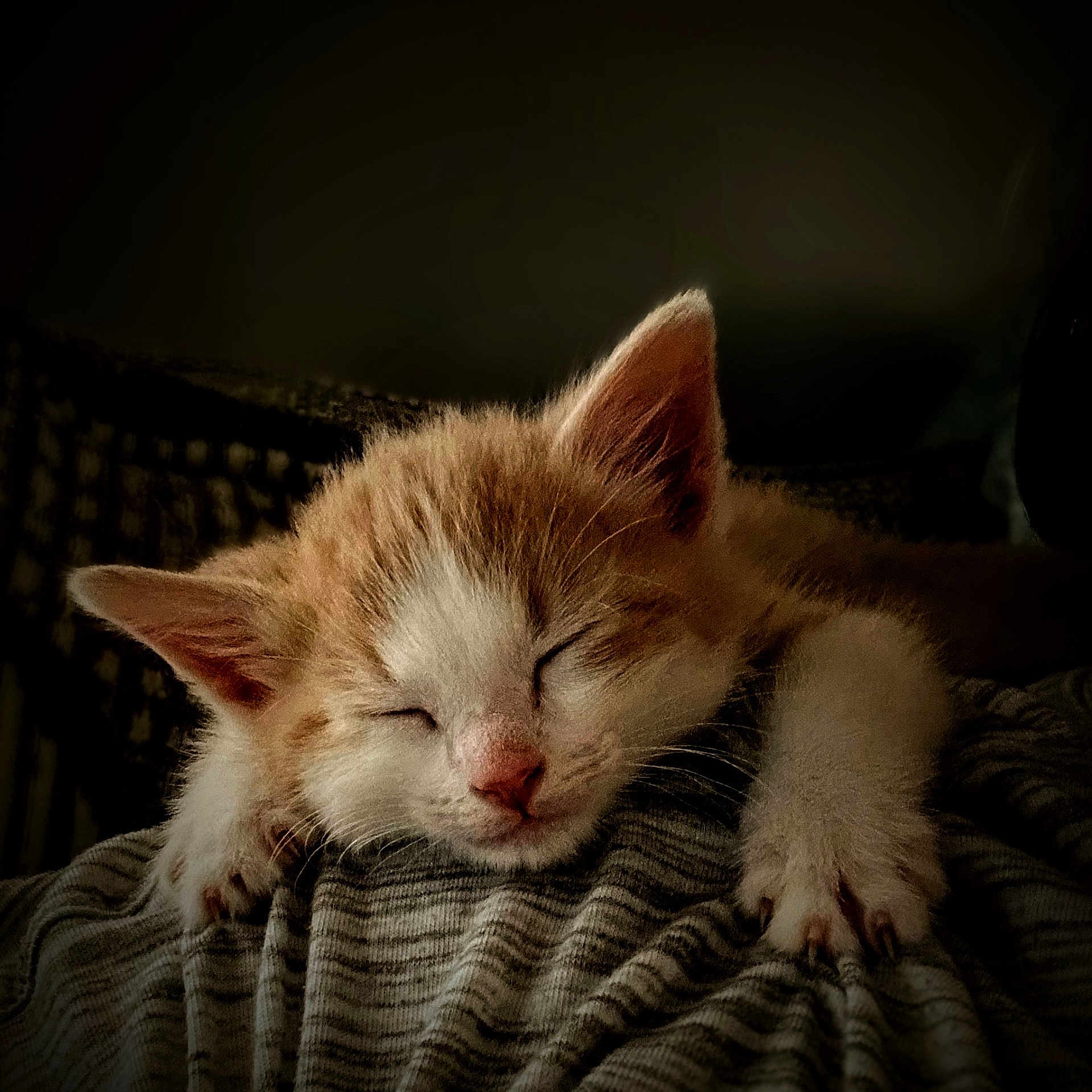 Loki is registered to the contest to win money with this photo: abyssinian, animal, blanket, cat, couch, furniture, kitten, manx, person, pet, quilt, siamese, sleeping