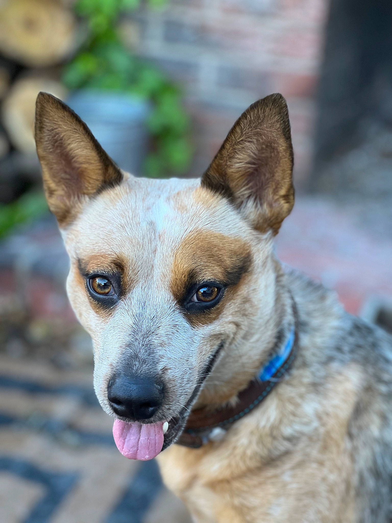 Shiner is registered to the contest to win money with this photo: ancient_dog_breeds, canidae, carnivore, collar, companion_dog, dog, dog_breed, dog_collar, electric_blue, fawn, fur, sporting_group, terrestrial_animal, whiskers, wildlife