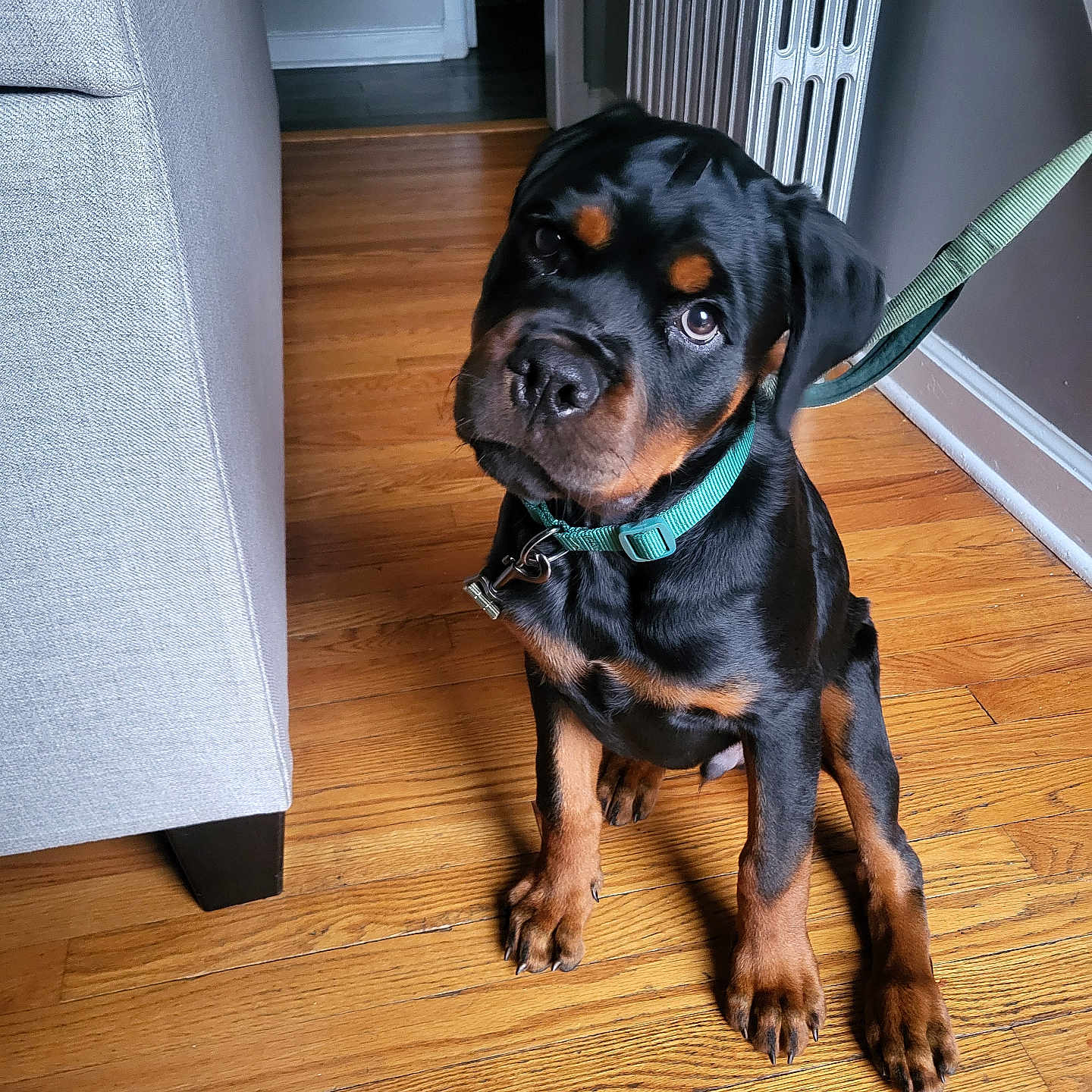 Onyx joined the competition — help win amazing prizes! animal, brown_and_black, canine, collar, curious, dog, domestic, floor, flooring, furniture, gray_couch, head_tilt, house, indoor, leash, pet, puppy, rottweiler, wooden_floor, young_dog