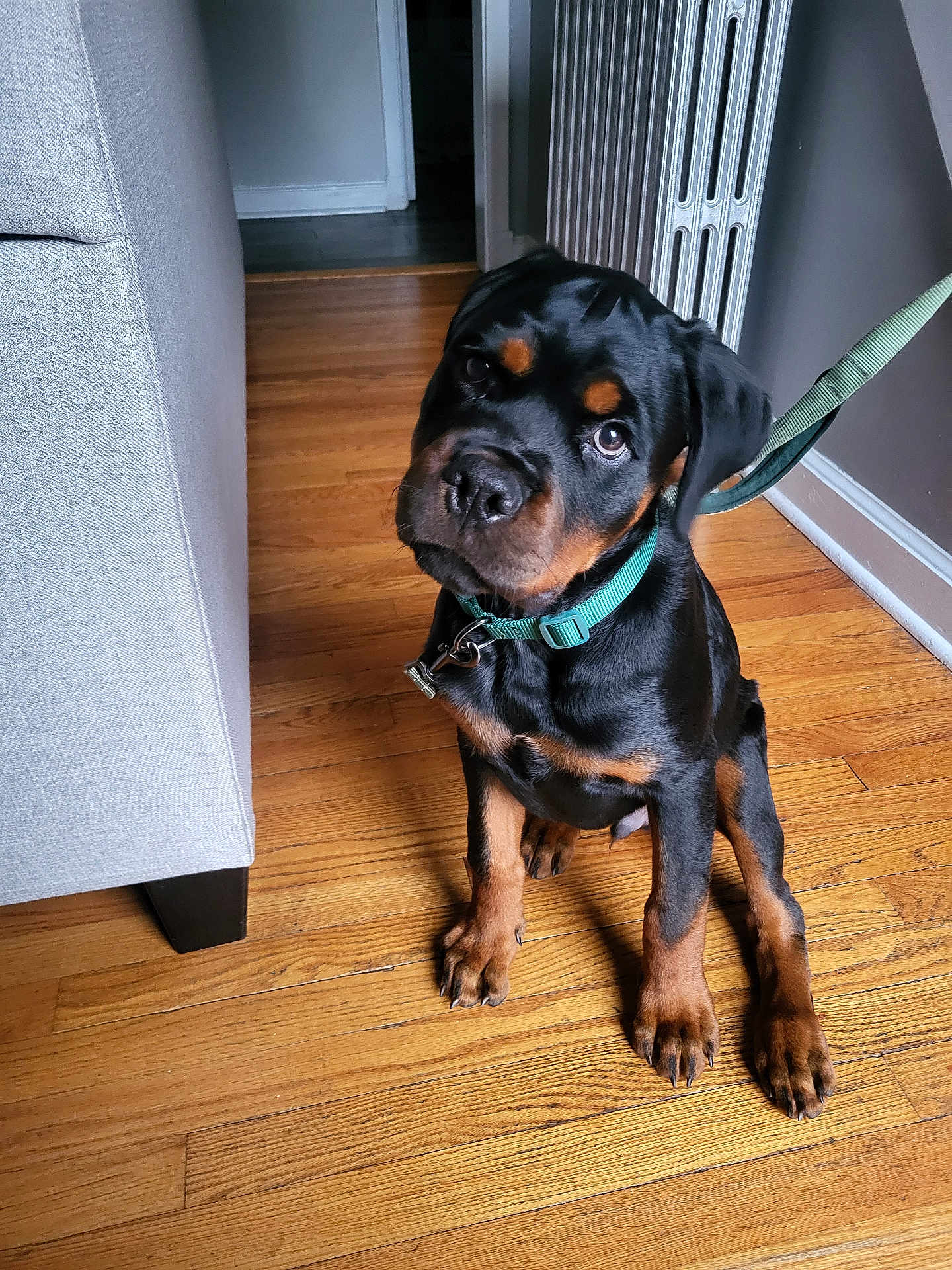 Onyx joined the competition — help win amazing prizes! animal, brown_and_black, canine, collar, curious, dog, domestic, floor, flooring, furniture, gray_couch, head_tilt, house, indoor, leash, pet, puppy, rottweiler, wooden_floor, young_dog