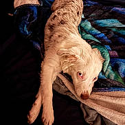 Bella joined the competition — help win amazing prizes! dog, puppy, white_dog, speckled, blanket, bed, resting, lying_down, pet, cute, cozy, fur, ears, nose, paws, indoor, animal, companion, relaxed, sleepy