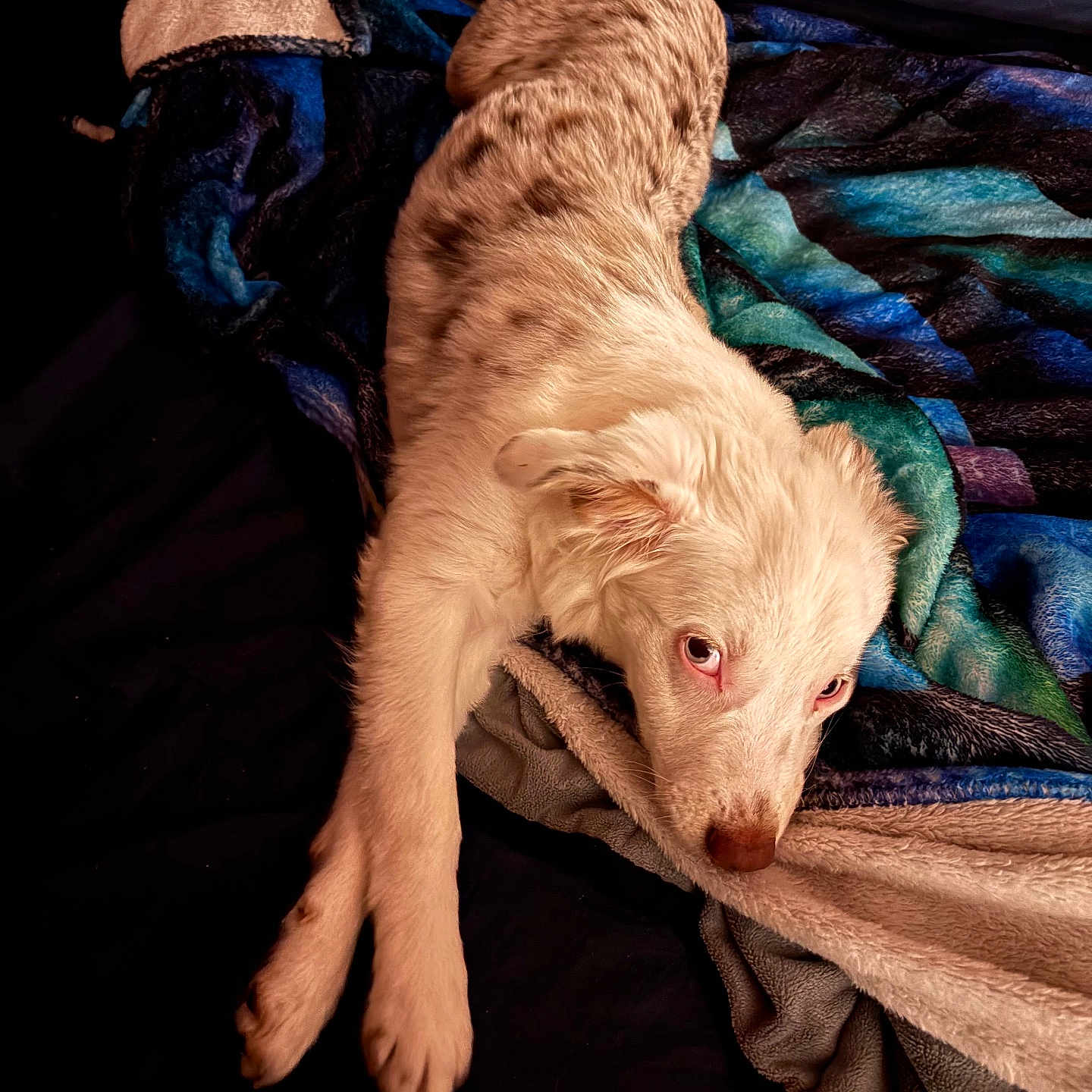 Bella joined the competition — help win amazing prizes! animal, bed, blanket, companion, cozy, cute, dog, ears, fur, indoor, lying_down, nose, paws, pet, puppy, relaxed, resting, sleepy, speckled, white_dog