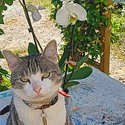 Yingi participe au concours pour gagner de l'argent avec cette photo : animal, cat, closeup, collar, daylight, flower, garden, greenery, leaf, mosaic, nature, orchid, outdoor, pet, plant, sitting, sunlight, tabby, table, white_flower