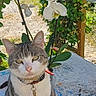 animal, cat, closeup, collar, daylight, flower, garden, greenery, leaf, mosaic, nature, orchid, outdoor, pet, plant, sitting, sunlight, tabby, table, white_flower