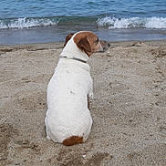 Bibou participe au concours pour gagner de l'argent avec cette photo : dog, beach, sand, sea, ocean, water, waves, swimming, summer, sunny, relaxation, pet, animal, canine, vacation, shore, outdoor, nature, calm, blue_sky