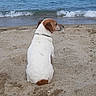 dog, beach, sand, sea, ocean, water, waves, swimming, summer, sunny, relaxation, pet, animal, canine, vacation, shore, outdoor, nature, calm, blue_sky