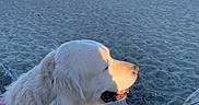 Lucette participe au concours pour gagner de l'argent avec cette photo : animal, beach, calm, canine, daytime, dog, fur, golden_retriever, leash, nature, ocean, outdoor, peaceful, pet, rocks, sand, side_view, sunlight, sunset, water