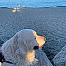 animal, beach, calm, canine, daytime, dog, fur, golden_retriever, leash, nature, ocean, outdoor, peaceful, pet, rocks, sand, side_view, sunlight, sunset, water