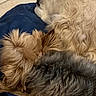 Lucette participe au concours pour gagner de l'argent avec cette photo : animal, blanket, brown_dog, closeup, companion, cozy, curly_fur, cute, dog, domestic_animal, friendship, fur, indoor, pet, relaxation, resting, sleeping, small_dog, snuggling, tan_dog