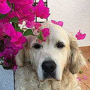 Lucette a rejoint le concours — aidez-le/la à gagner de superbes lots ! animal, bougainvillea, canine, closeup, companion, dog, face, flower, fur, garden, golden_retriever, leaf, nature, outdoor, pet, pink_flower, plant, portrait, tile_floor, wall