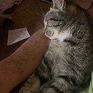 Buddy is registered to the contest to win money with this photo: cat, tabby_cat, sleeping, arm, person, indoor, cozy, feline, pet, resting, fur, whiskers, domestic_animal, closeup, relaxation, companion, animal, quiet, dim_light, comfort