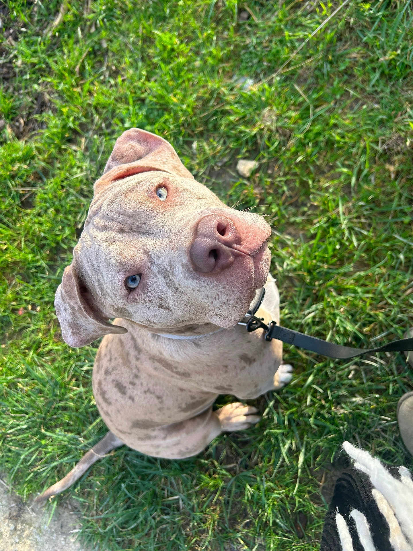 Aiko participe au concours pour gagner de l'argent avec cette photo : dog, pitbull, blue_eyes, leash, collar, grass, outdoor, portrait, looking_up, nose, wrinkled_skin, sitting, puppy, short_hair, tan_spots, playful, close_up, ground, human_foot, sunlight