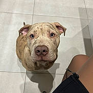 Aiko a rejoint le concours — aidez-le/la à gagner de superbes lots ! dog, pet, brindle, indoor, tile_floor, looking_up, close_up, nose, eyes, ears, sitting, shadow, human_leg, chair_leg, portrait, companion, attention, cute, floor_tile, whiskers