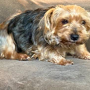 Nippy joined the competition — help win amazing prizes! animal, black, blurred, brown, canine, companion, couch, cute, dog, domestic, fur, furry, household, indoor, mammal, pet, portrait, resting, sitting, small_dog