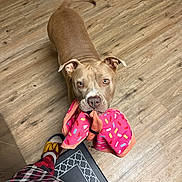Bella is registered to the contest to win money with this photo: dog, tan_dog, playful, pet, wooden_floor, fabric, pink_fabric, sprinkles_pattern, looking_up, ears, tail, person, slippers, checkered_pants, indoor, floor_mat, mouth_holding, cute, animal, companion