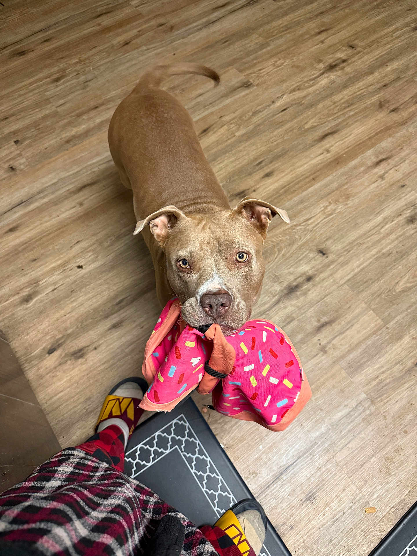 Bella is registered to the contest to win money with this photo: dog, tan_dog, playful, pet, wooden_floor, fabric, pink_fabric, sprinkles_pattern, looking_up, ears, tail, person, slippers, checkered_pants, indoor, floor_mat, mouth_holding, cute, animal, companion