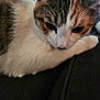 Miru is registered to the contest to win money with this photo: abyssinian, angora, animal, architecture, armchair, building, cat, chair, couch, furniture, hardwood, indoors, kitten, livingroom, manx, person, pet, siamese, sleeping, wood