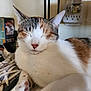 animal, cat, clothing, computer, computerhardware, computerkeyboard, electronics, footwear, hardware, kitten, laptop, manx, monitor, pc, person, pet, runningshoe, screen, shoe, sneaker