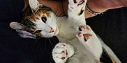 Miru joined the competition — help win amazing prizes! abyssinian, accessories, animal, ankle, bodypart, bracelet, cat, couch, finger, furniture, hand, jewelry, kitten, manx, person, pet, siamese, strap, toe, wrist