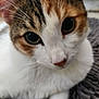 Miru joined the competition — help win amazing prizes! abyssinian, angora, animal, cat, kitten, manx, pet, siamese