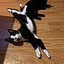 cat, black_cat, black_and_white_cat, floor, wood_floor, pet, animal, indoor, relaxing, stretching, lying_down, feline, two_cats, domestic_cat, cute, whiskers, ears, eyes, paws, home