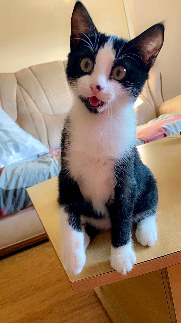 Ina a rejoint le concours — aidez-le/la à gagner de superbes lots ! kitten, cat, black_and_white, pet, animal, indoor, table, furniture, wooden_floor, living_room, sofa, cute, young, small, curious, sitting, whiskers, ears, eyes, mouth