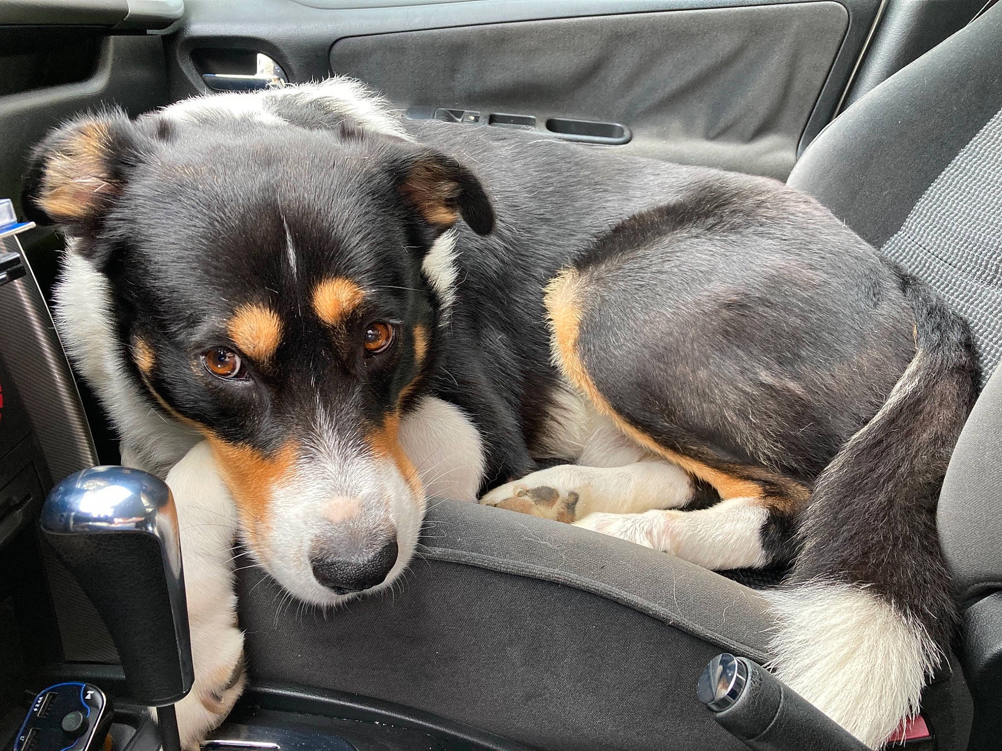 Lucky a rejoint le concours — aidez-le/la à gagner de superbes lots ! bowl, canidae, carnivore, chair, collar, comfort, companion_dog, cooking, dog, dog_breed, fur, paw, recipe, snout, sporting_group, terrestrial_animal, toy_dog, whiskers, working_animal, working_dog