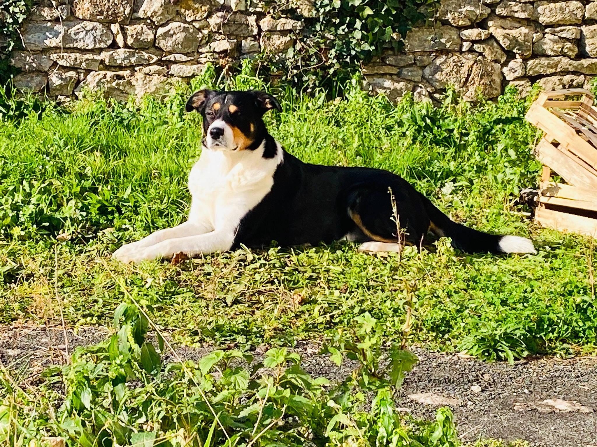 Lucky participe au concours pour gagner de l'argent avec cette photo : brick, canidae, carnivore, companion_dog, dog, dog_breed, fawn, grass, grass_family, grassland, groundcover, landscape, pasture, people_in_nature, plant, sporting_group, tail, terrestrial_animal, tints_and_shades, working_animal