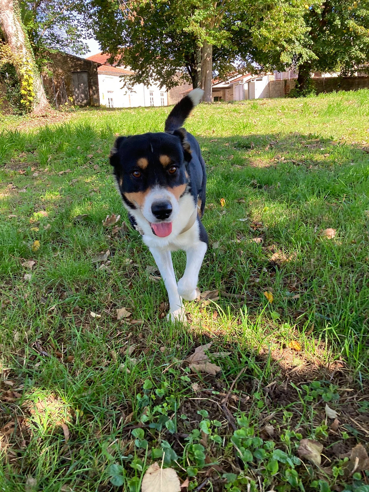 Lucky a rejoint le concours — aidez-le/la à gagner de superbes lots ! canidae, carnivore, companion_dog, dog, dog_breed, garden, grass, groundcover, herding_dog, hunting_dog, plant, shrub, soil, sporting_group, tail, terrier, tree, working_animal, working_dog, yard