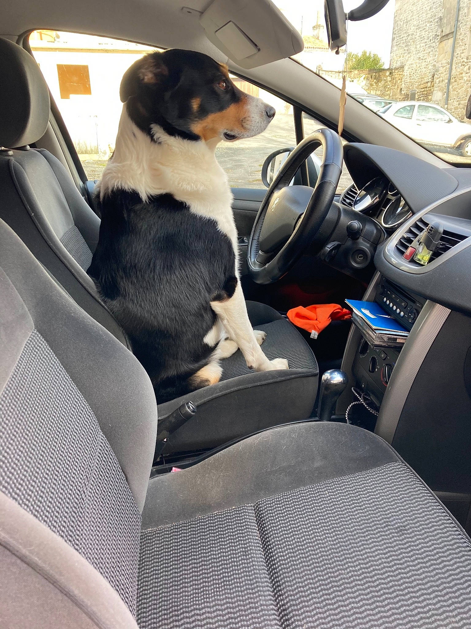 Lucky participe au concours pour gagner de l'argent avec cette photo : auto_part, automotive_design, automotive_exterior, car, car_seat, car_seat_cover, carnivore, companion_dog, dog, dog_breed, family_car, fixture, head_restraint, luxury_vehicle, motor_vehicle, personal_luxury_car, steering_wheel, vehicle, vehicle_door, window