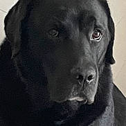 Nemo a rejoint le concours — aidez-le/la à gagner de superbes lots ! dog, black_dog, pet, animal, canine, portrait, close_up, face, eyes, nose, floppy_ears, short_fur, black_fur, sad_expression, serious, indoor, pale_background, monochrome, photography, head