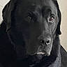 dog, black_dog, pet, animal, canine, portrait, close_up, face, eyes, nose, floppy_ears, short_fur, black_fur, sad_expression, serious, indoor, pale_background, monochrome, photography, head