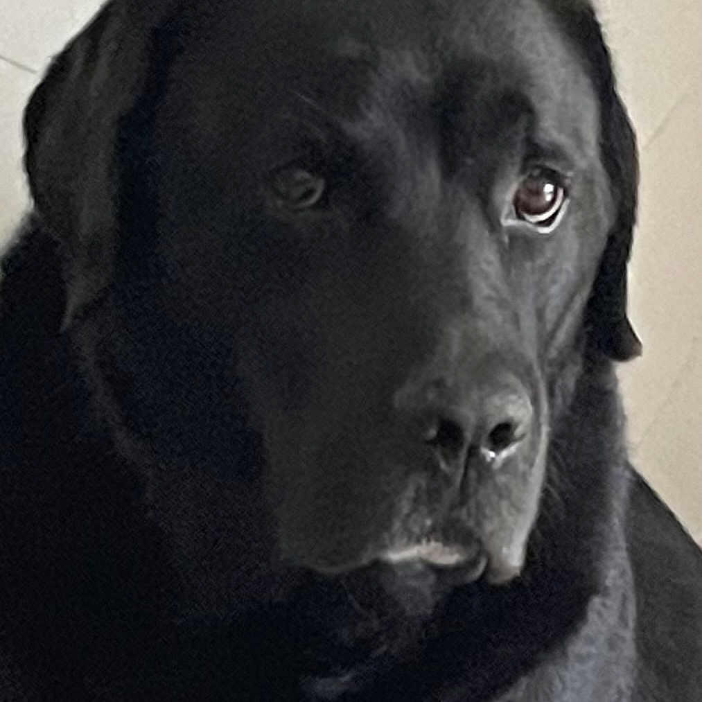 Nemo a rejoint le concours — aidez-le/la à gagner de superbes lots ! dog, black_dog, pet, animal, canine, portrait, close_up, face, eyes, nose, floppy_ears, short_fur, black_fur, sad_expression, serious, indoor, pale_background, monochrome, photography, head