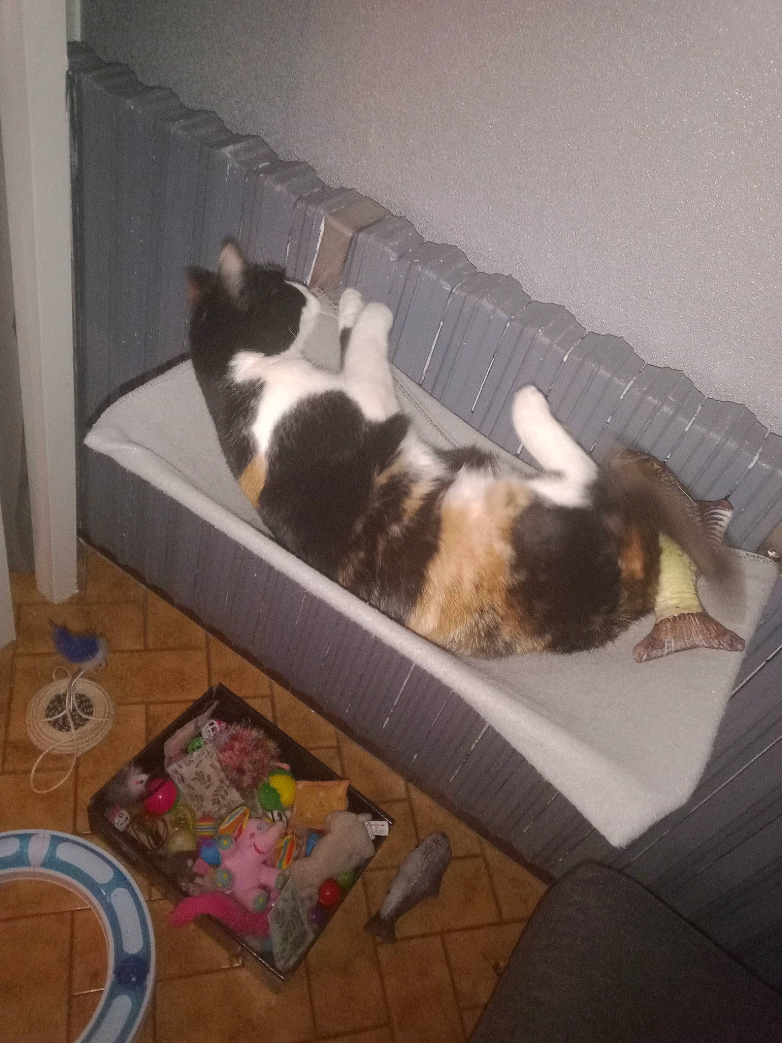 Dora a rejoint le concours — aidez-le/la à gagner de superbes lots ! carnivore, cat, cat_supply, cloud, comfort, companion_dog, dog_breed, felidae, floor, flooring, fur, hardwood, room, sky, small_to_medium_sized_cats, sporting_group, tail, vertebrate, whiskers, wood