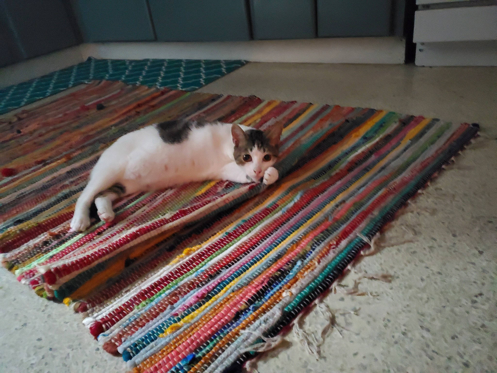 Levi The Tripod joined the competition — help win amazing prizes! carnivore, carpet, cat, creative_arts, felidae, floor, flooring, fur, hardwood, home, home_accessories, knitting, mat, rug, small_to_medium_sized_cats, tail, textile, whiskers, wool, woolen