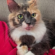 Guinevere joined the competition — help win amazing prizes! cat, calico_cat, green_eyes, long_hair, whiskers, white_paws, pink_blanket, couch, sofa, close_up, portrait, ears, fur, pet, indoor, relaxed, sitting, face, nose, tabby_pattern