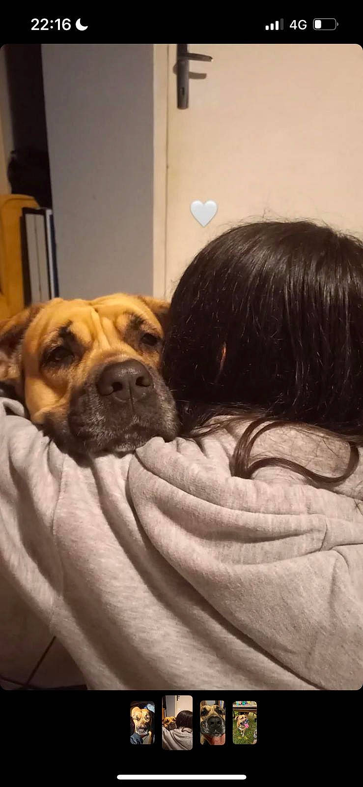 Faya a rejoint le concours — aidez-le/la à gagner de superbes lots ! bored, canidae, carnivore, comfort, companion_dog, dog, dog_breed, fawn, fur, guard_dog, linens, non_sporting_group, puppy, puppy_love, snout, sporting_group, whiskers, working_animal, working_dog, wrinkle