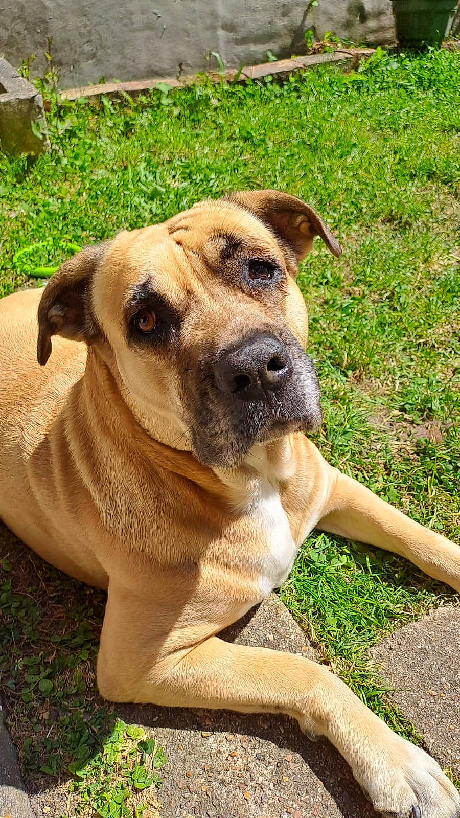 Faya a rejoint le concours — aidez-le/la à gagner de superbes lots ! ancient_dog_breeds, canidae, carnivore, collar, companion_dog, dog, dog_breed, dog_collar, fawn, grass, guard_dog, non_sporting_group, plant, snout, sporting_group, terrestrial_animal, whiskers, working_animal, working_dog, wrinkle