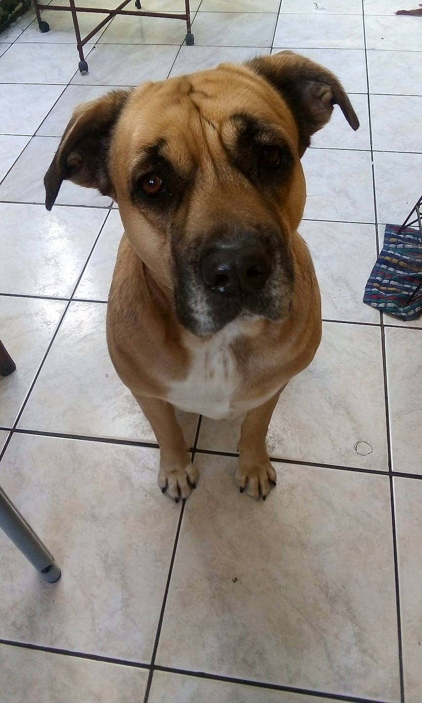 Faya a rejoint le concours — aidez-le/la à gagner de superbes lots ! ancient_dog_breeds, carnivore, collar, companion_dog, dog, dog_breed, dog_supply, fawn, flooring, guard_dog, non_sporting_group, pet_supply, tile, tile_flooring, whiskers, working_animal, working_dog